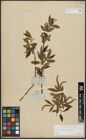 Foto von Salix alba L. x Salix fragilis L.